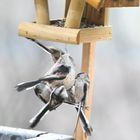 sechs Unscharfe auf einen Streich