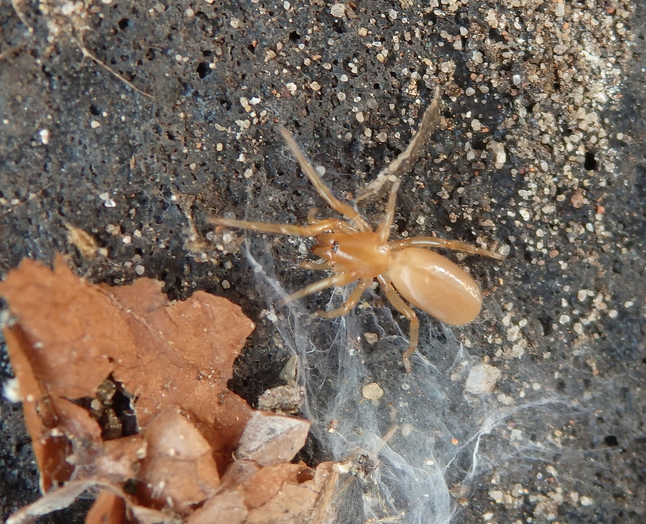 Sechsaugenspinne (Dysdera crocata)