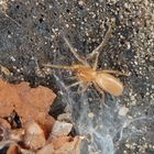 Sechsaugenspinne (Dysdera crocata)