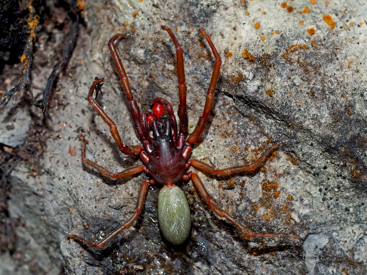 Sechsaugenspinne (Dysderidae), ev. ein Männchen von Harpactea rubicunda. - Une araignée rare...
