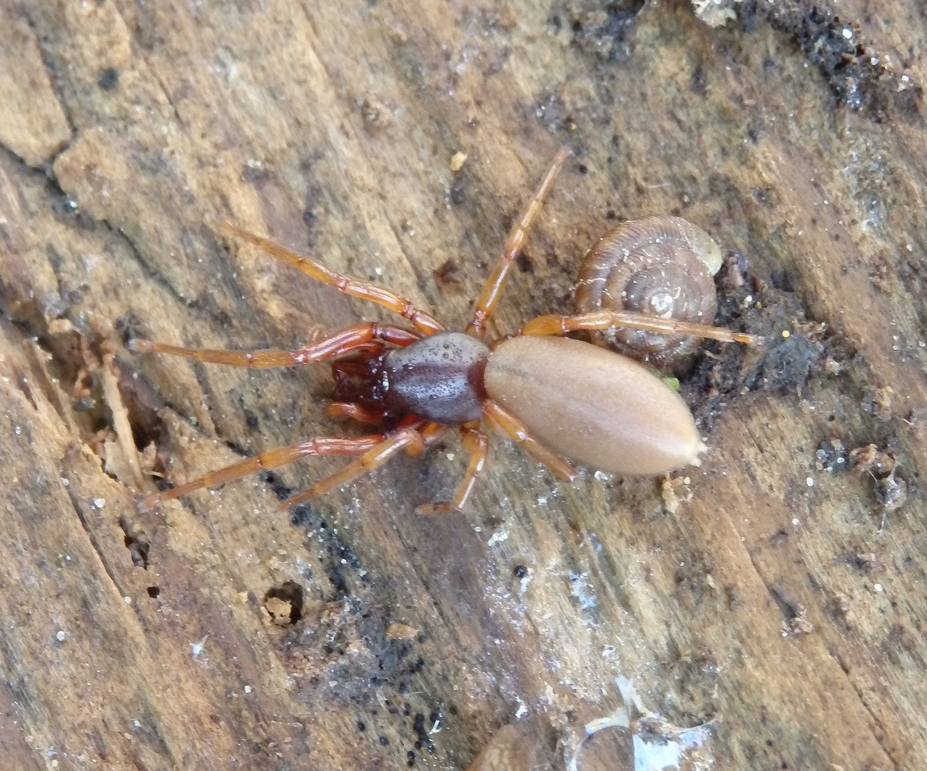 Sechsaugenspinne Großer Asseljäger (Dysdera crocata)