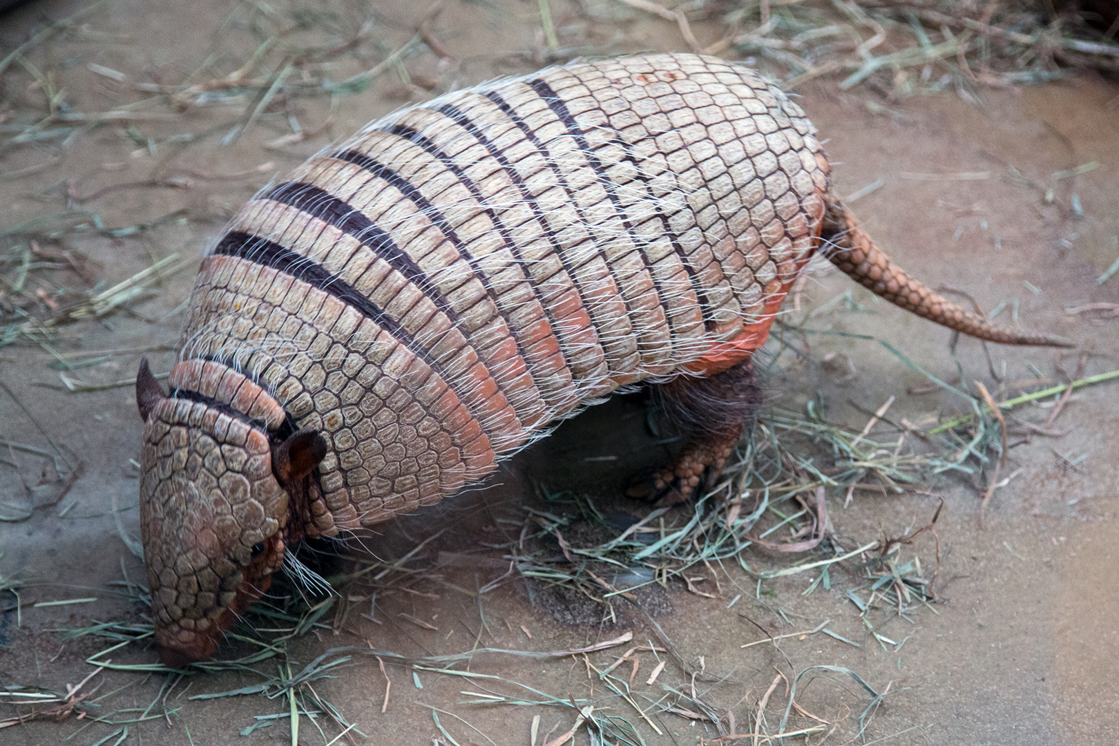 Sechsbinden-Gürteltier (Euphractus sexcinctus) - Zoo Dortmund