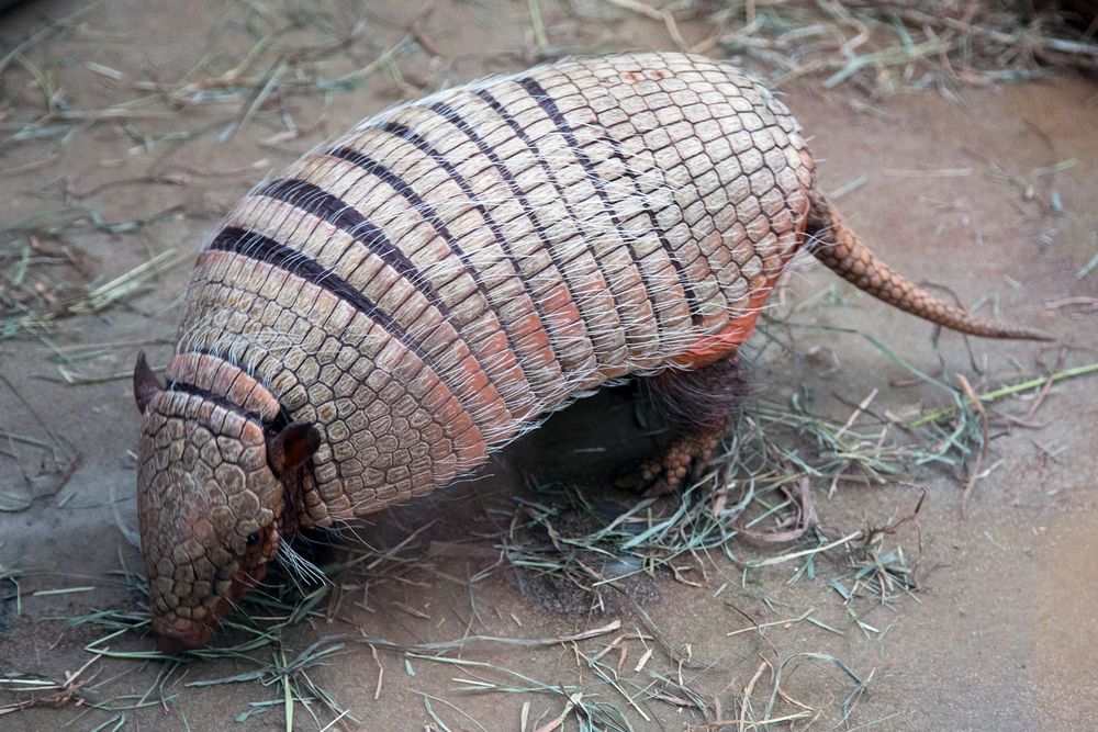 Sechsbinden-Gürteltier (Euphractus sexcinctus) - Zoo Dortmund