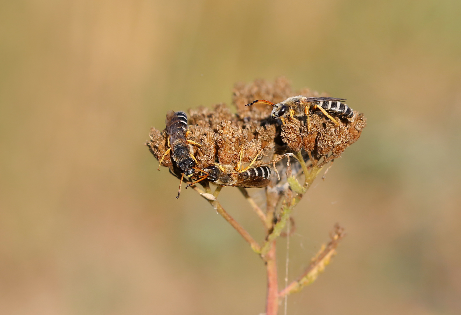    Sechsbindige Furchenbienen