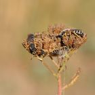    Sechsbindige Furchenbienen