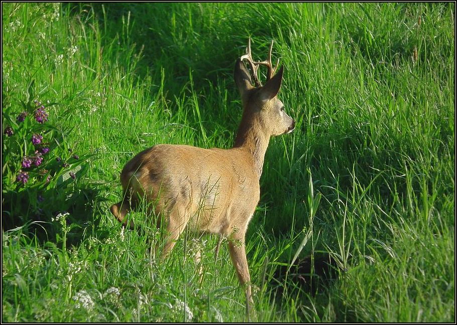 Sechser Bock