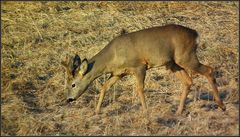 Sechser-Bock im Bast - 1