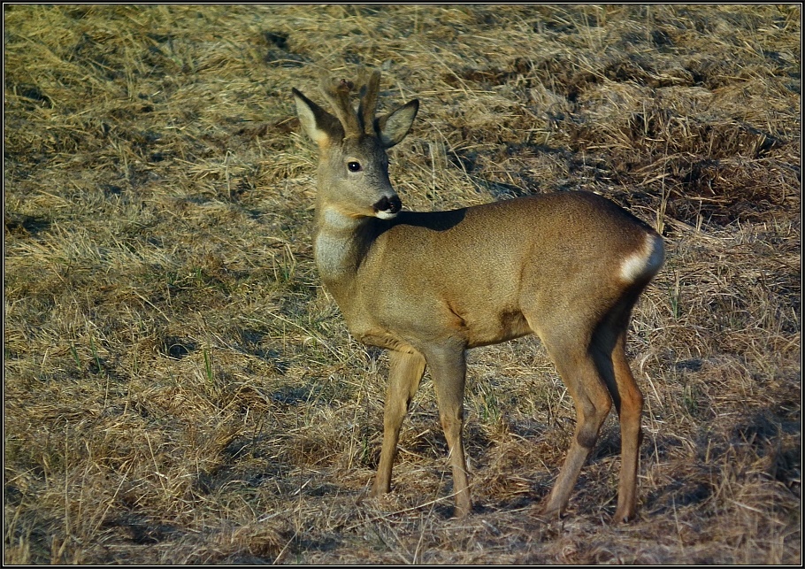 Sechser-Bock im Bast - 2