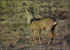 Sechser-Bock im Bast - 2