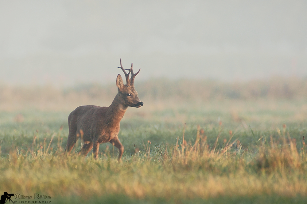 Sechser Bock im Nebel