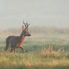 Sechser Bock im Nebel