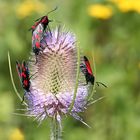 Sechsfleck-Rotwidderchen auf Wilder Karde