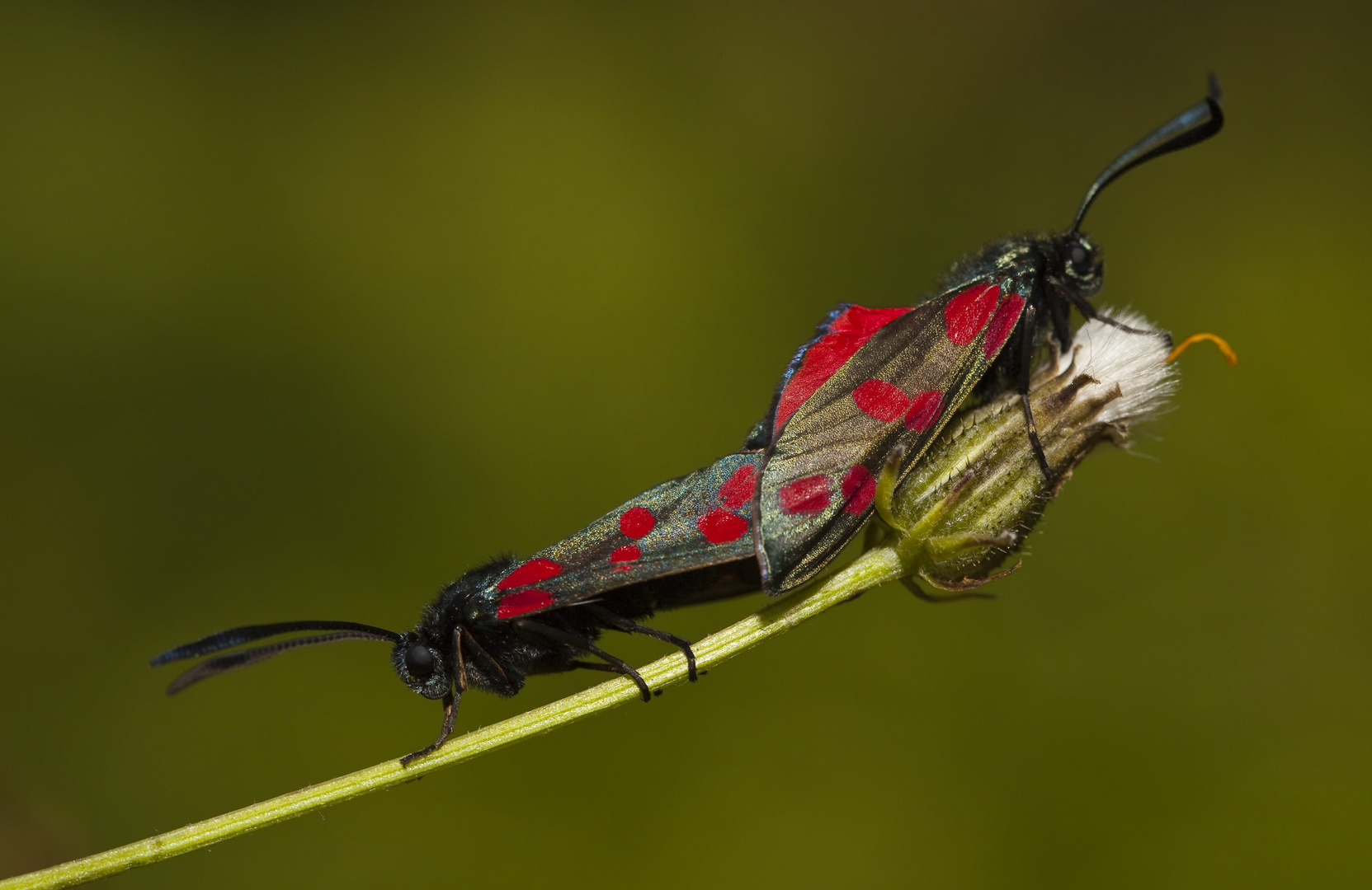 Sechsfleck-Rotwidderchen (Zygaena filipendulae).