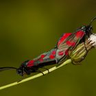 Sechsfleck-Rotwidderchen (Zygaena filipendulae).