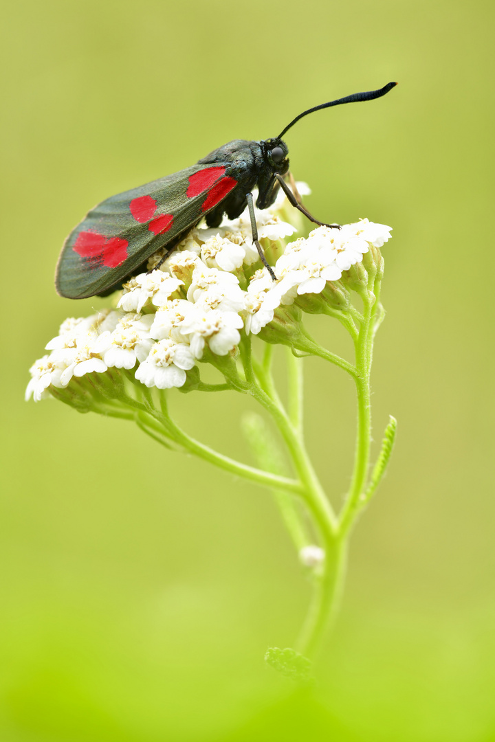 ° Sechsfleck Widderchen ° #12