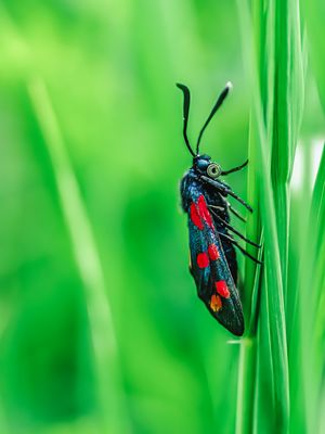 Sechsfleck-Widderchen