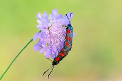 Sechsfleck-Widderchen