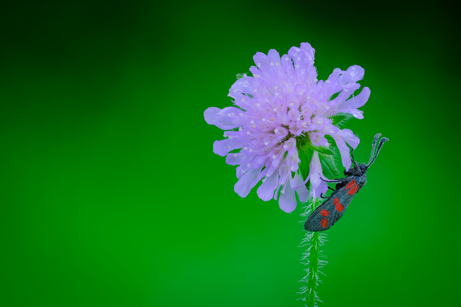 Sechsfleck-Widderchen auf Acker-Witwenblume