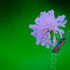 Sechsfleck-Widderchen auf Acker-Witwenblume