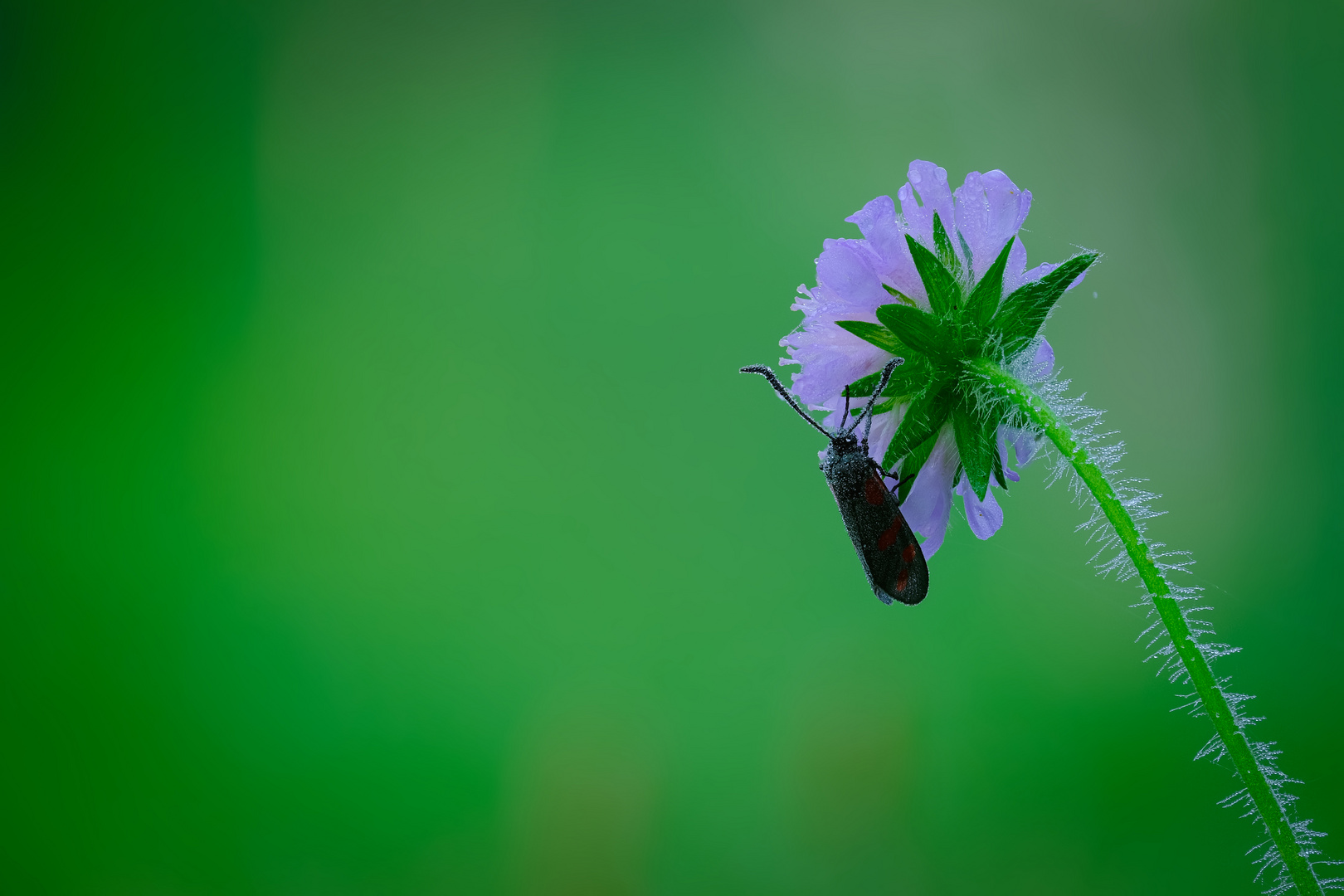 Sechsfleck-Widderchen auf Acker-Witwenblume