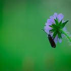 Sechsfleck-Widderchen auf Acker-Witwenblume