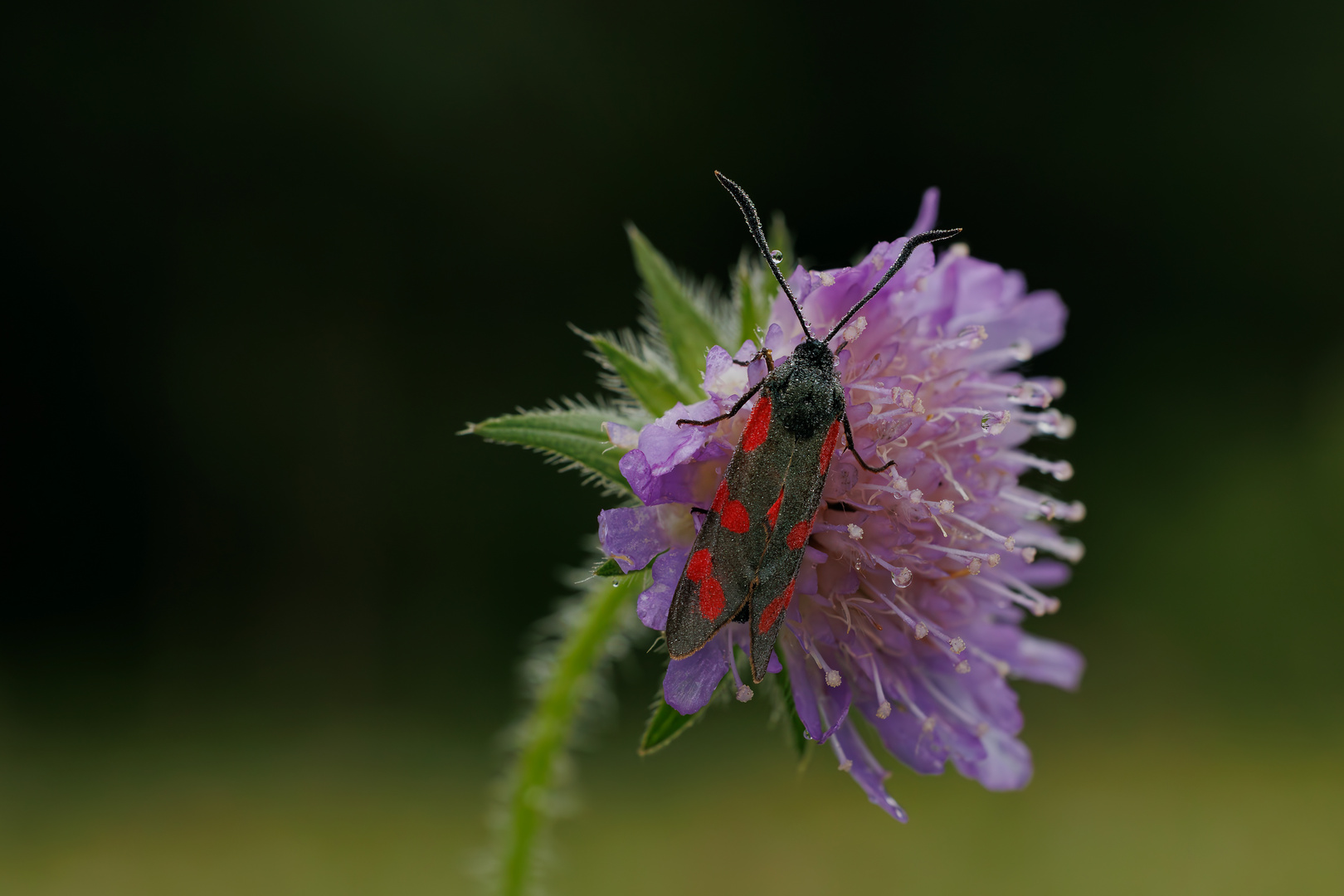 Sechsfleck Widderchen auf der Acker-Witwenblume