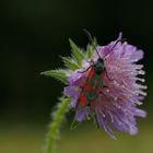 Sechsfleck Widderchen auf der Acker-Witwenblume