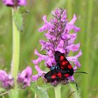 Sechsfleck- Widderchen auf einer Blüte des gefleckten Knabenkrautes