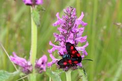 Sechsfleck- Widderchen auf einer Blüte des gefleckten Knabenkrautes