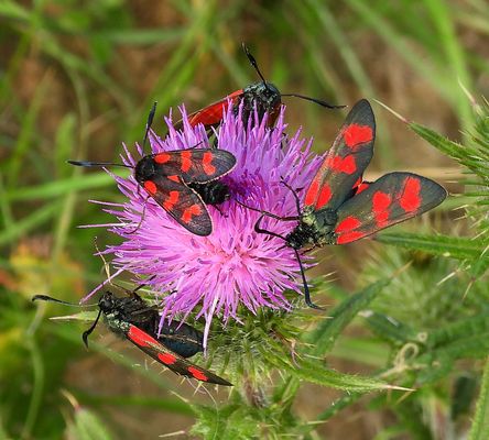 Sechsfleck Widderchen