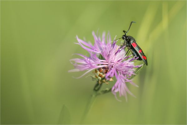 Sechsfleck - Widderchen 