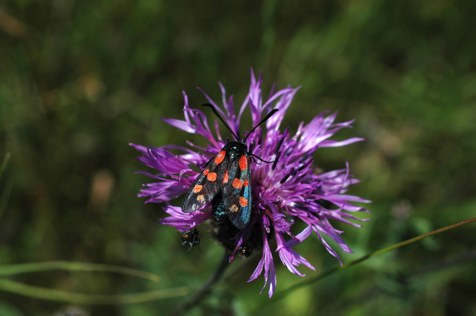 Sechsfleck Widderchen in der Perchtoldsdorfer Heide