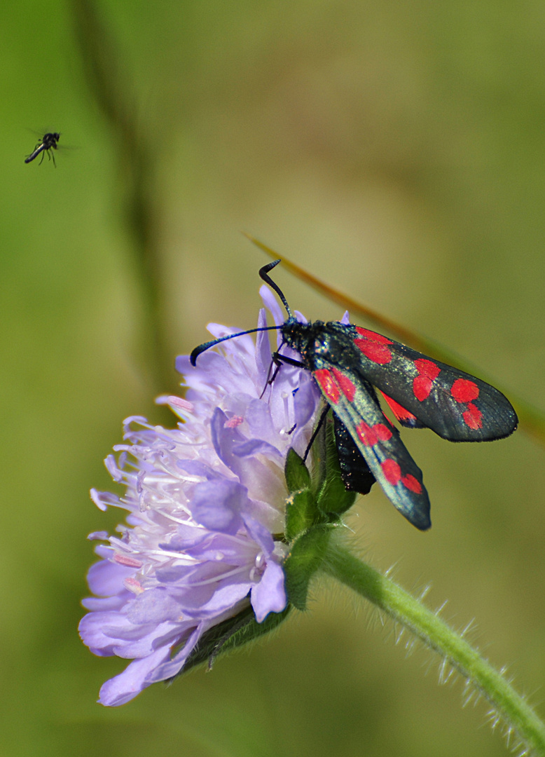 Sechsfleck Widderchen mit kleiner Fliege im Anflug