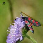 Sechsfleck Widderchen mit kleiner Fliege im Anflug