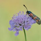 Sechsfleck-Widderchen oder Blutströpfchen