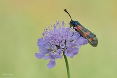 Sechsfleck-Widderchen oder Blutströpfchen