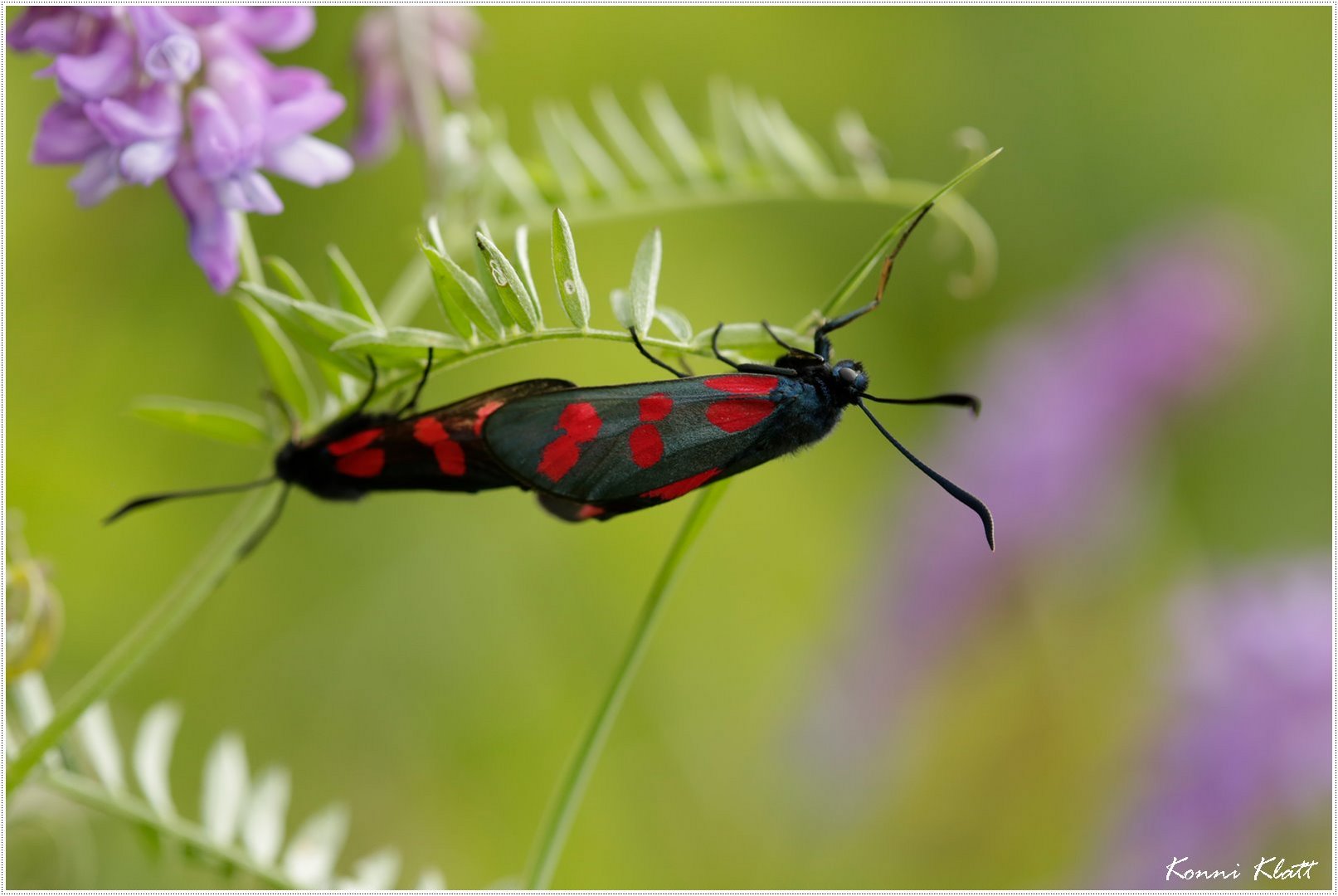 Sechsfleck-Widderchen - Six-spot burnet