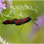 Sechsfleck-Widderchen - Six-spot burnet