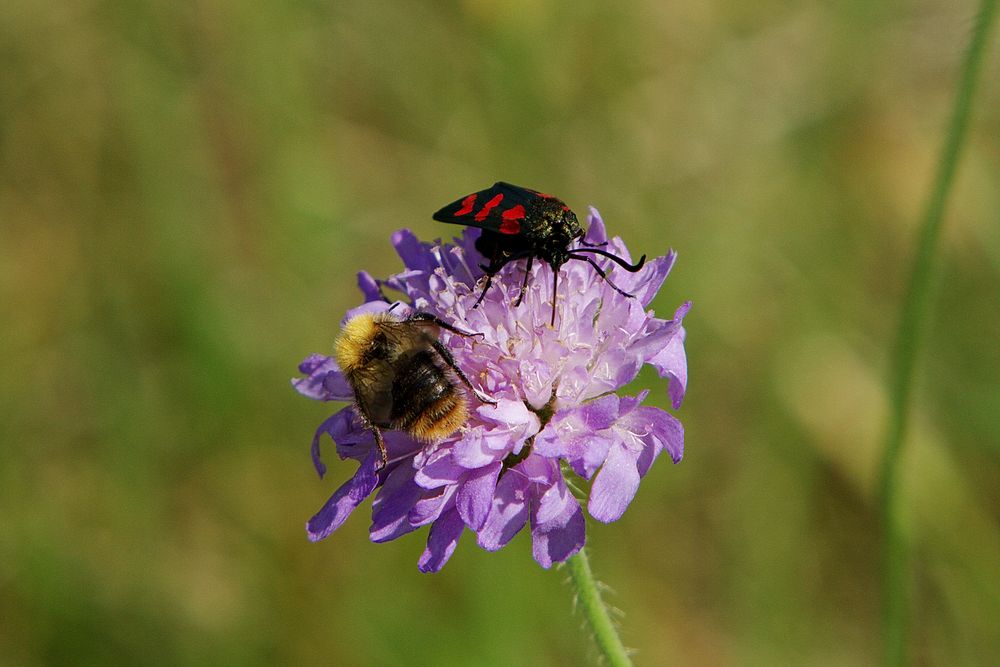 Sechsfleck-Widderchen, Zygaena filipendula