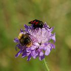 Sechsfleck-Widderchen, Zygaena filipendula