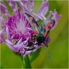 Sechsfleck-Widderchen - Zygaena filipendulae