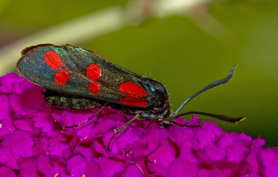 Sechsfleck-Widderchen (Zygaena filipendulae)