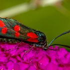 Sechsfleck-Widderchen (Zygaena filipendulae)