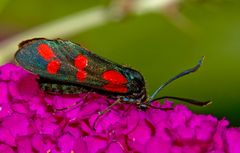 Sechsfleck-Widderchen (Zygaena filipendulae)