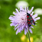 Sechsfleck-Widderchen (Zygaena filipendulae)