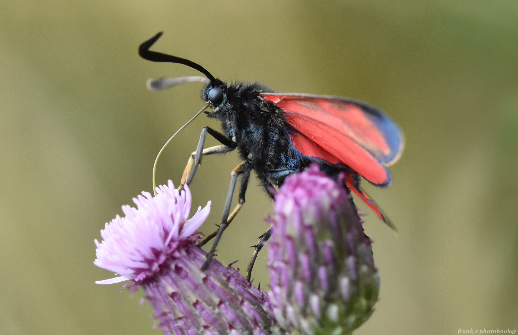  Sechsfleck-Widderchen (Zygaena filipendulae)