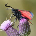  Sechsfleck-Widderchen (Zygaena filipendulae)