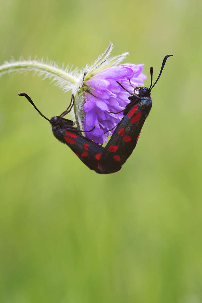 Sechsfleck-Widderchen - Zygaena filipendulae