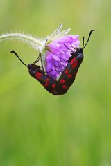 Sechsfleck-Widderchen - Zygaena filipendulae