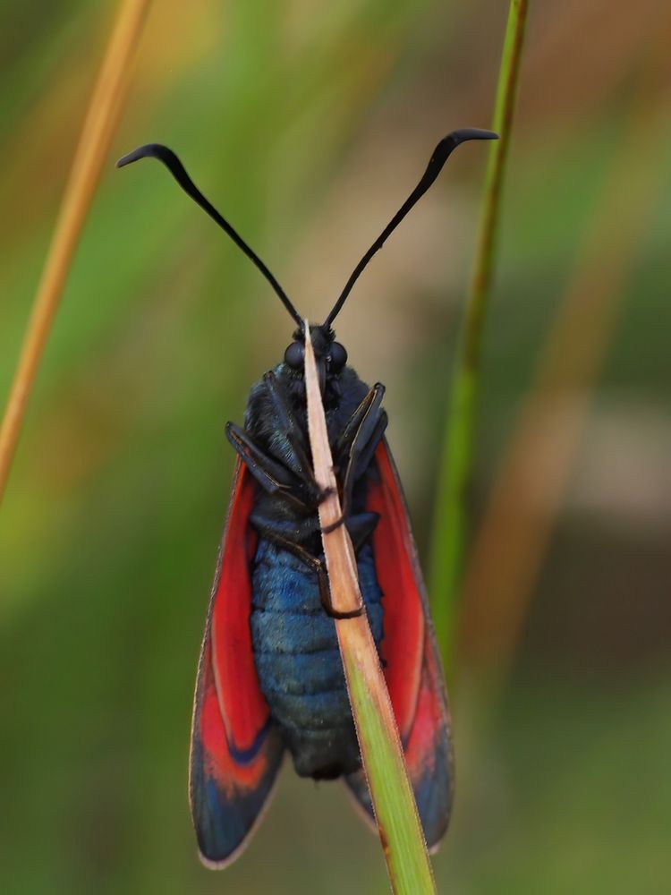 Sechsfleck-Widderchen (Zygaena filipendulae)